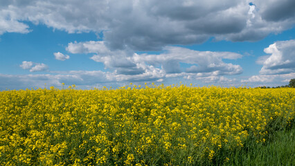 Obraz premium Vast field with yellow flowers and a cloudy sky