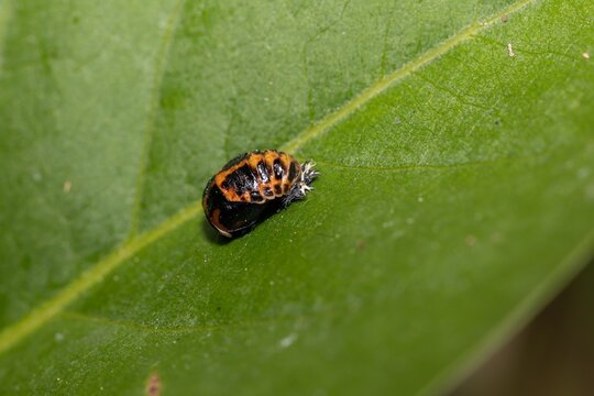 Ladybug larva on a green leaf, molting process