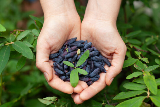 Freshly harvested haskap berries in hands. (Honeysuckle).