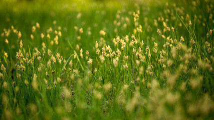 Grass and leaves