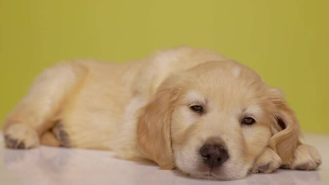 lazy golden retriever dog waking up, looking around and getting distracted, putting head down and falling asleep on yellow background