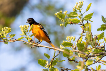 Baltimore Oriole on a branch