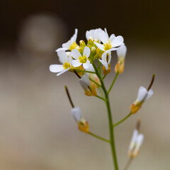 Swedish thale-cress