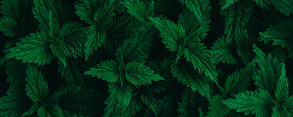 dark green leaves, abstract flora texture