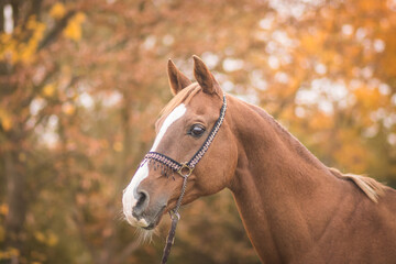 gorgeous and healthy arabian horse in autumn landscape