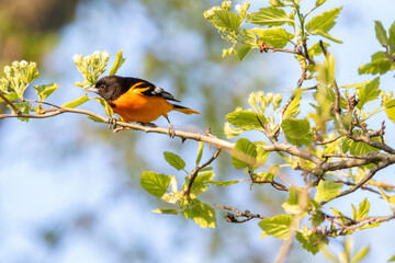 Oriole across a branch