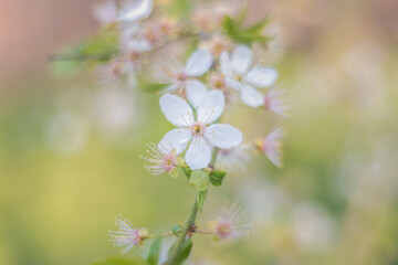 white flowers among greenery on a sunny day