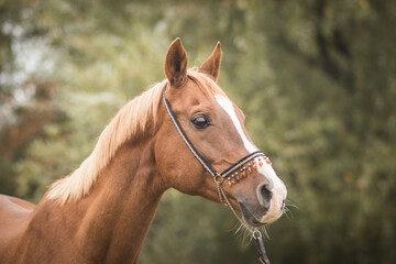 gorgeous and healthy arabian horse in autumn landscape