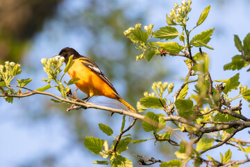 Oriole in foliage