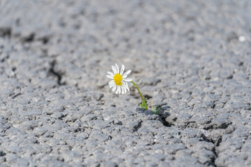 beautiful daisy grows through a crack in the asphalt