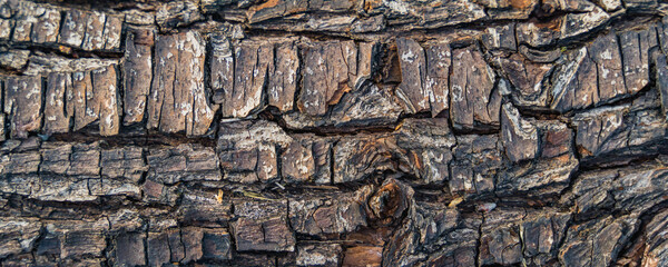 bark of a  tree, texture, close up