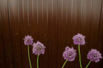 Blooming purple organic ornamental onion, close-up against a brown fence, Allium rosenbachianum. Space for text.