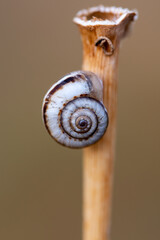 close up of a snail shell