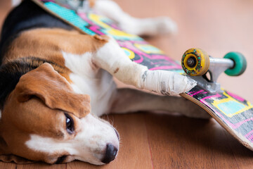 wrapping paw of injured beagle dog with gauze bandage