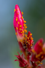 Macro of yellow aphids on a flower bud