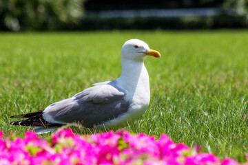 A Seagull walks on the green grass in the garden. Larus cachinnans close-up.