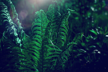 Green fern closeup in beautiful contrast light with small lens flare