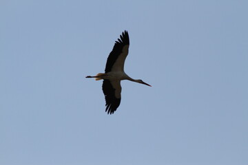 White stork on the air, a flying white stork