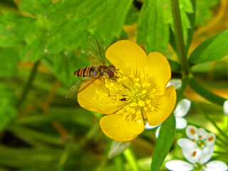 Abeille
