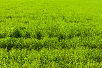 Sown green field on a farm in summer season