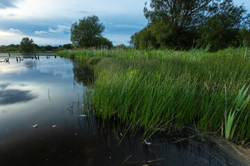 Obraz premium View over Arcot Pond, Cramlington, Northumberland, England, UK. In blue evening light with clouds overhead.