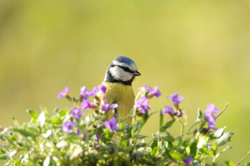 Obraz premium Blaumeise