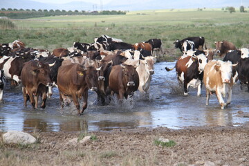 Herd of cows in water