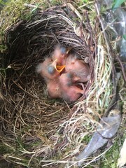 Kleine Vögel im Nest