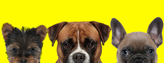 Obraz premium 3 dogs standing side by side with no occupation