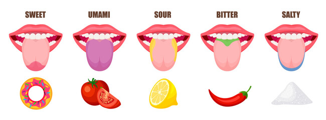 Human tongue basic taste areas. Five taste zones in a mouth - sweet, salty, sour, bitter and umami. Educational, schematic vector illustration isolated on white background. - obrazy, fototapety, plakaty