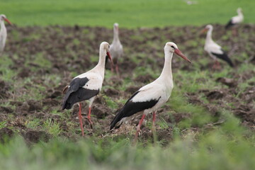 Obraz na płótnie Canvas two white storks