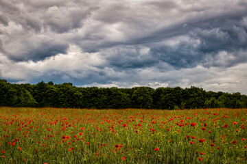 Blossom red poppy field over picturesque sky with clouds