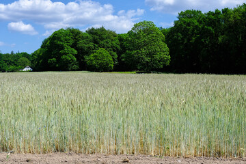 Green winter crops, rye, in the fields began to spike, green trees and white farm house in background.