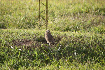 Coruja cuidando do ninho