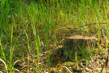Old tree stump with beautiful morning light.