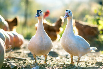Ducks feed on traditional rural barnyard. Detail of a duck head. Close up of waterbird standing on barn yard. Free range poultry farming concept.