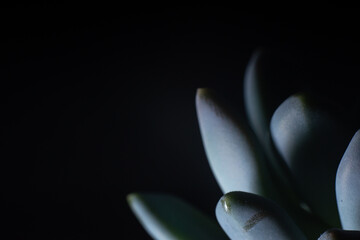 dark macro photo of indoor plants - succulent