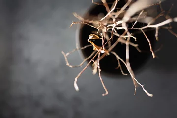  dark macro photo of a withered bonsai tree © Piotr