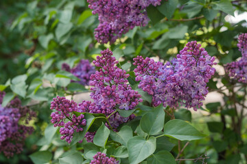 Spring branches of blooming lilac