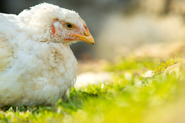 Hen feed on traditional rural barnyard. Close up of white chicken sitting on barn yard with green grass. Free range poultry farming concept.