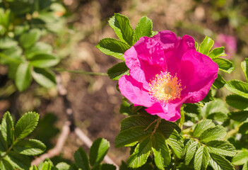 pink rosehip flower in the sun 3