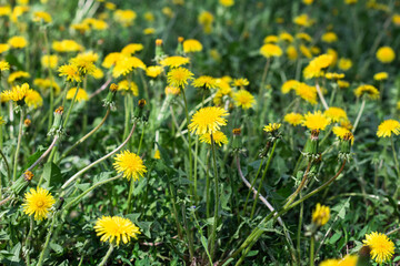 Obraz premium Yellow dandelion flowers on the lawn