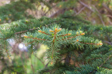 branches with young cones, close-up