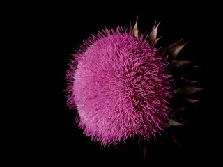 Pink burdock flower isolated on black background with clipping path