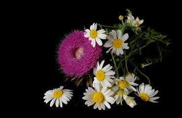 Pink burdock and chamomile flowers isolated on black background