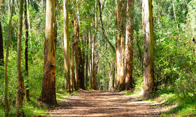 arbol soleado bosque naturaleza camino