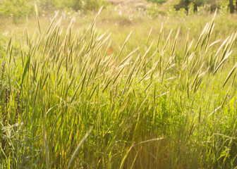spikelets of grass in the sun 2