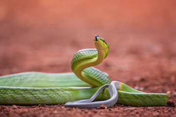 The red-tailed green ratsnake 