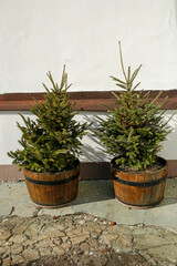 conifers in pots made of beer barrels