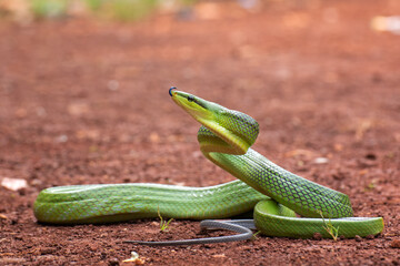 The red-tailed green ratsnake 